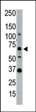 1 - SENP1 Antibody (N-term) AP1230a