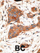 14 - GJA3 Antibody (N-term) AP1543a