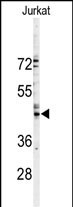 1 - GJA3 Antibody (N-term) AP1543a