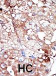 14 - GAK Antibody (C-term) AP8061b