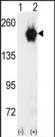1 - GAK Antibody (C-term) AP8061b