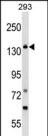 1 - GAK Antibody (C-term) AP8061b