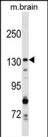 1 - GAK Antibody (C-term) AP8061b