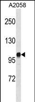 1 - Diacylglycerol kinase iota (DGKI) Antibody (C-term) AP8123b