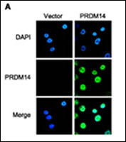 3 - PRDM14 Antibody (N-term) AP1214a