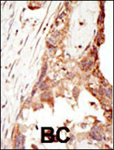 14 - PRDM14 Antibody (N-term) AP1214a