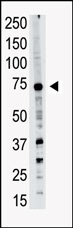 1 - PRDM14 Antibody (N-term) AP1214a