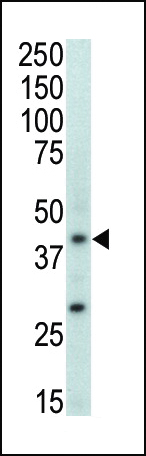 1 - MAPK11 Antibody (Center) AP7223C