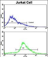 4 - CDK2 Antibody (C-term) AP7518B