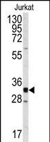 1 - CDK2 Antibody (C-term) AP7518B