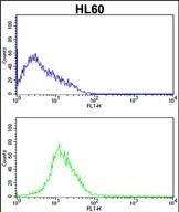 4 - CDK4 Antibody (C-term) AP7520B