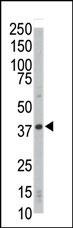 1 - CDK4 Antibody (C-term) AP7520B