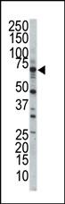 1 - STK23 (MSSK1) Antibody (Center) AP7544c