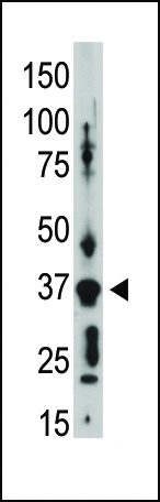 1 - Connexin 36 Antibody (C-term) AP1549b