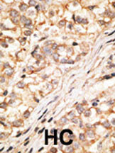 14 - Connexin 36 Antibody (C-term) AP1549b