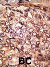 14 - SIGLEC5 Antibody (N-term) AP1623a