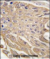 14 - SIGLEC5 Antibody (N-term) AP1623a
