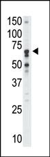 1 - SIGLEC5 Antibody (N-term) AP1623a