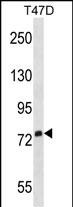 1 - SIGLEC5 Antibody (N-term) AP1623a
