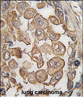 14 - SIGLEC11 Antibody (N-term) AP1630a