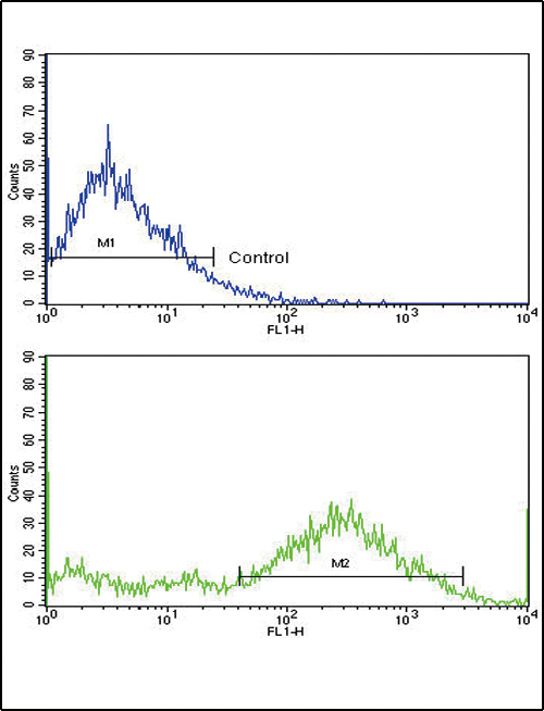 4 - MVP Antibody (C-term) AP6216A