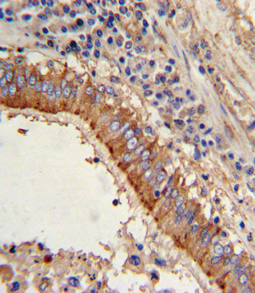 14 - MVP Antibody (C-term) AP6216A