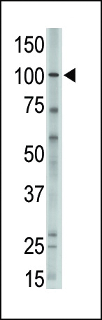 1 - MVP Antibody (C-term) AP6216A