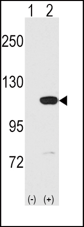 1 - MVP Antibody (C-term) AP6216A