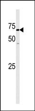 1 - GAK Antibody (N-term) AP8061a
