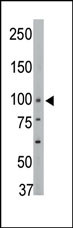 1 - PTPH1 Antibody (Center) AP8426a