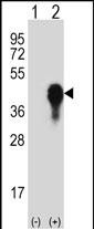 1 - R MKP3 Antibody AP8445a
