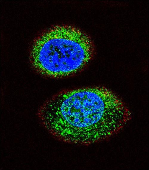 3 - PTEN Antibody (C-term) AP8436c
