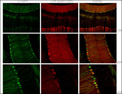 14 - Mouse Pcp2 Antibody (N-term) AP6356a