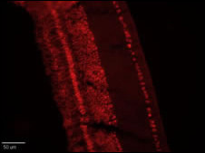 59 - CLC4 Antibody (C-term) AP6329f
