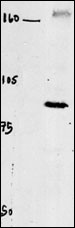 1 - CLC4 Antibody (C-term) AP6329f