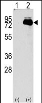 1 - NUAK2 Antibody (N-term) AP7158a