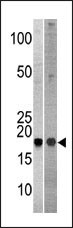1 - NCBP2 Antibody (N-term) AP1946a