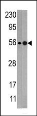 1 - NMD3 Antibody (C-term) AP1948b