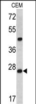 1 - Dcr-1 Antibody (Center) AP1961c