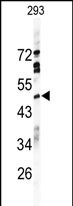 1 - HRH4 Antibody (C-term) AP1701b