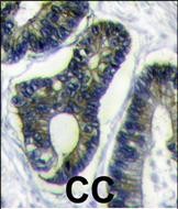14 - FAU Antibody (C-term) AP1600b