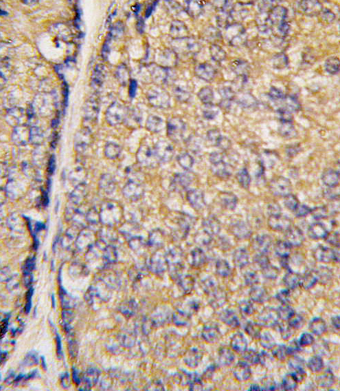 14 - BRDG 1 Antibody (N-term F56) AP1475A