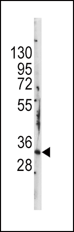 1 - BRDG 1 Antibody (N-term F56) AP1475A