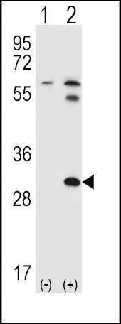 1 - BRDG 1 Antibody (N-term F56) AP1475A