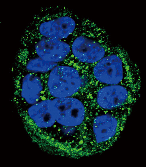 3 - FXN Antibody (Center) AP6409C