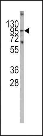 1 - Parg Antibody (C-term) AP7283B