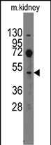 1 - Evx2 Antibody (C-term) AP1427b