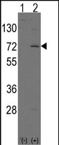1 - LINGO1 Antibody (N-term) AP7284a