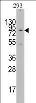 1 - GCN5 Antibody (N-term) AP1078d