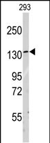 1 - LARS Antibody (C-term) AP7413b